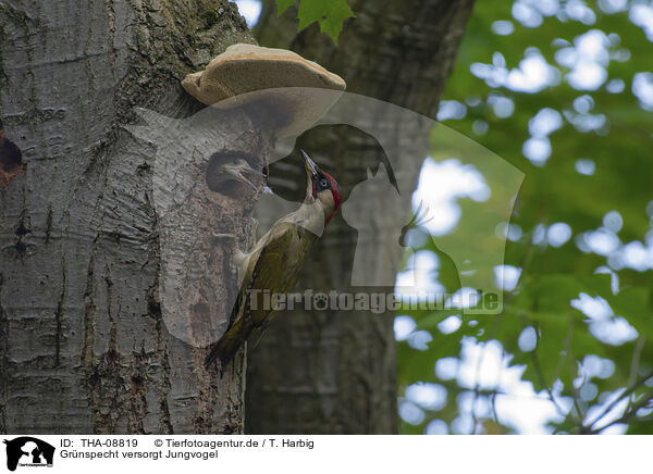 Grnspecht versorgt Jungvogel / THA-08819