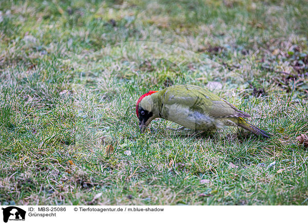 Grnspecht / Eurasian green woodpecker / MBS-25086