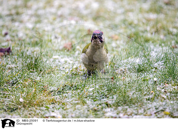 Grnspecht / Eurasian green woodpecker / MBS-25091