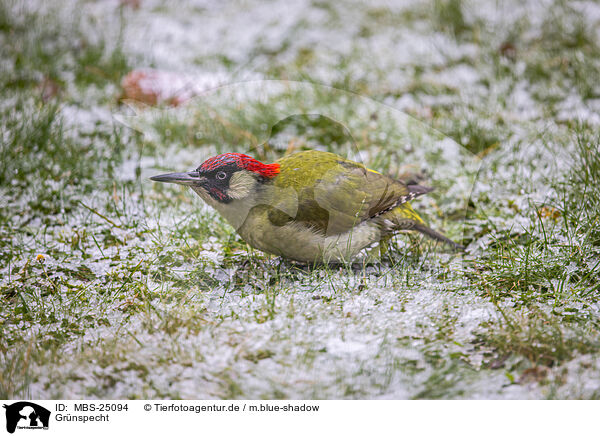 Grnspecht / Eurasian green woodpecker / MBS-25094