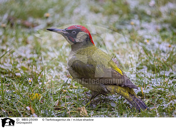 Grnspecht / Eurasian green woodpecker / MBS-25099