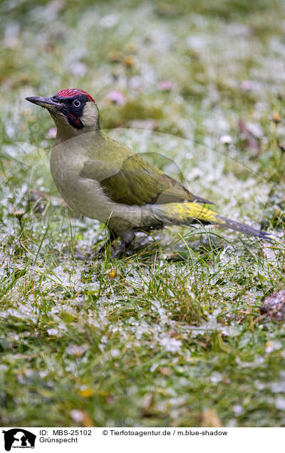Gr�nspecht / Eurasian green woodpecker / MBS-25102