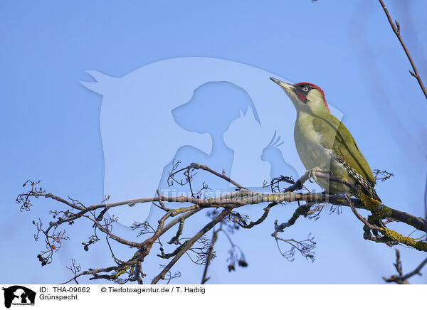 Grnspecht / Eurasian green woodpecker / THA-09662