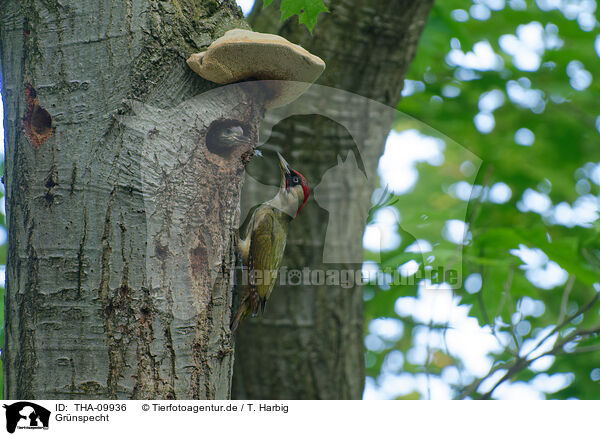 Grnspecht / Eurasian green woodpecker / THA-09936