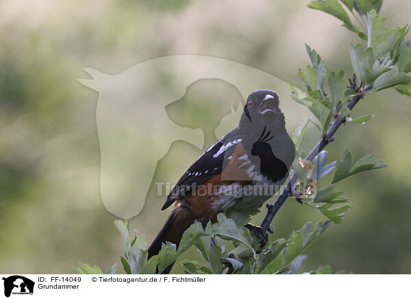 Grundammer / Spotted Towhee / FF-14049