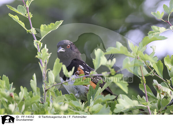 Grundammer / Spotted Towhee / FF-14052