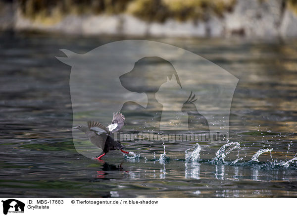 Gryllteiste / tystie / MBS-17683