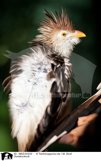 Guirakuckuck / guira cuckoo / MAZ-04200