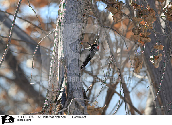 Haarspecht / hairy woodpecker / FF-07649