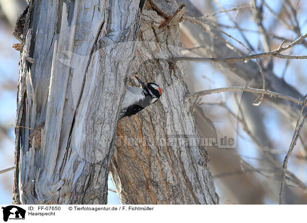 Haarspecht / hairy woodpecker / FF-07650