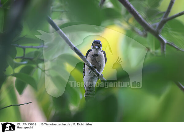 Haarspecht / hairy woodpecker / FF-13669