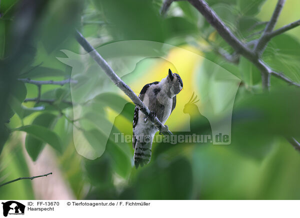 Haarspecht / hairy woodpecker / FF-13670