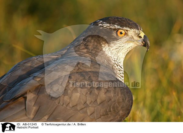 Habicht Portrait / AB-01245