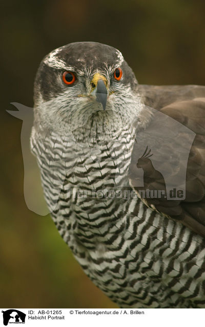 Habicht Portrait / hawk portrait / AB-01265