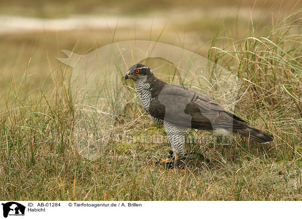 Habicht / hawk / AB-01284