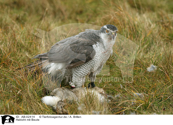 Habicht mit Beute / hawk with prey / AB-02414