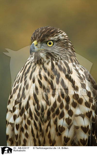 Rothabicht / young hawk / AB-02417