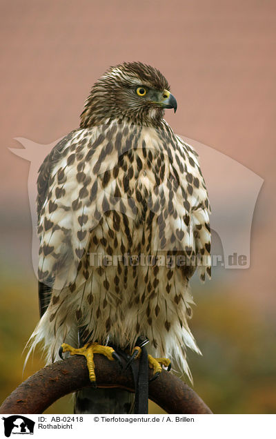 Rothabicht / young hawk / AB-02418