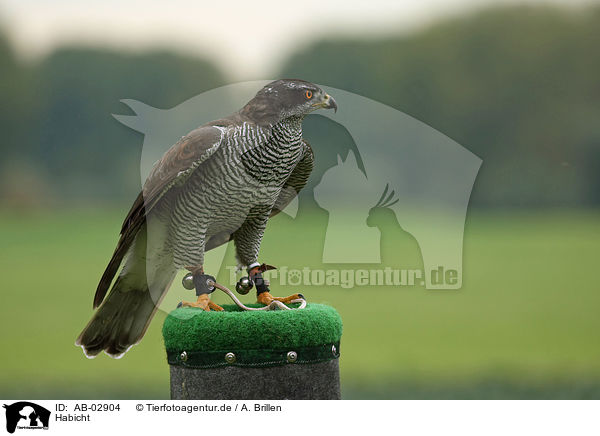 Habicht / hawk / AB-02904