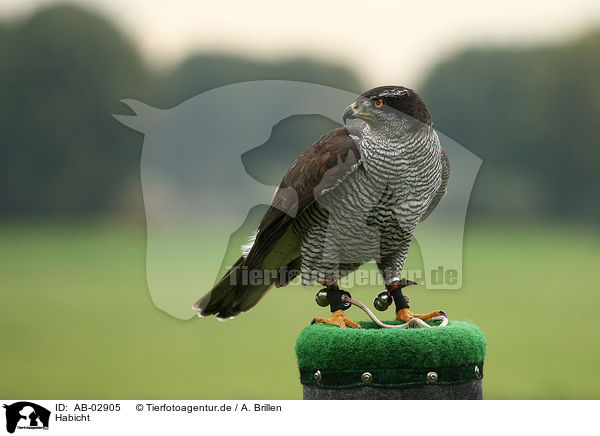 Habicht / hawk / AB-02905