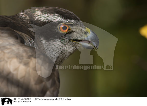 Habicht Portrait / goshawk portrait / THA-06780