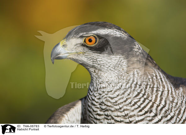 Habicht Portrait / goshawk portrait / THA-06783