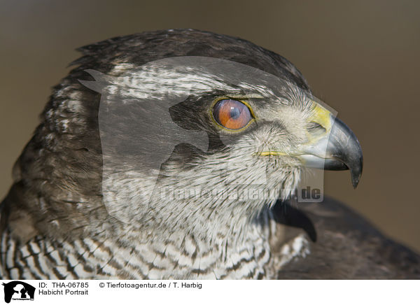 Habicht Portrait / goshawk portrait / THA-06785