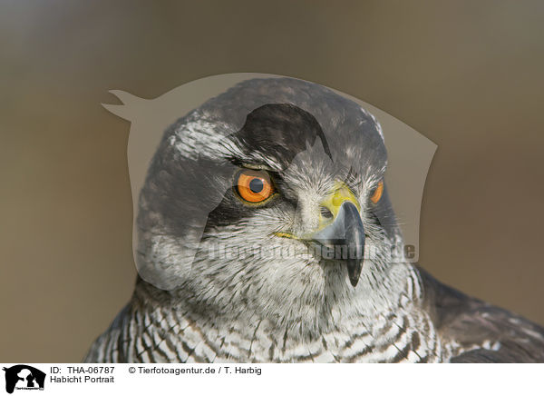 Habicht Portrait / goshawk portrait / THA-06787