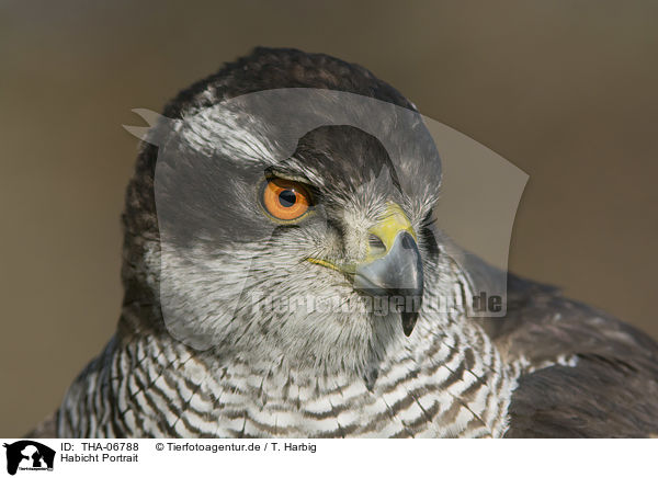 Habicht Portrait / goshawk portrait / THA-06788