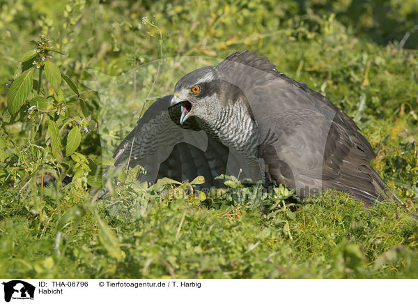 Habicht / goshawk / THA-06796