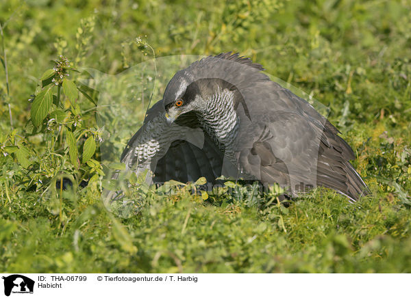 Habicht / goshawk / THA-06799