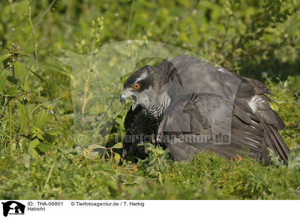 Habicht / goshawk / THA-06801