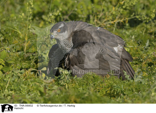 Habicht / goshawk / THA-06802