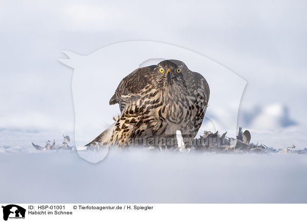 Habicht im Schnee / Goshawk in snow / HSP-01001