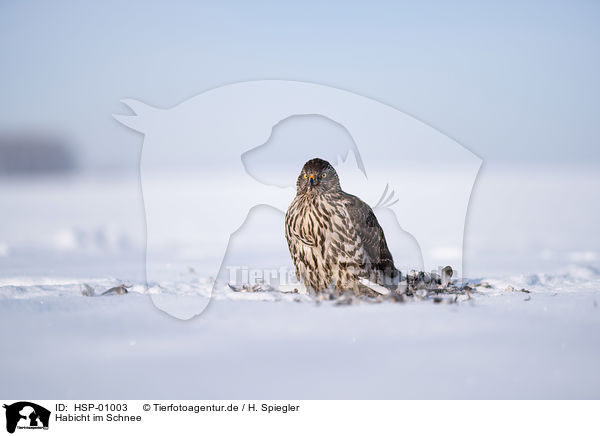 Habicht im Schnee / HSP-01003