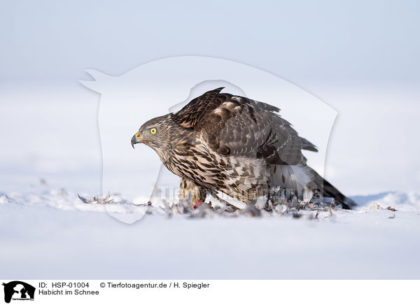 Habicht im Schnee / Goshawk in snow / HSP-01004