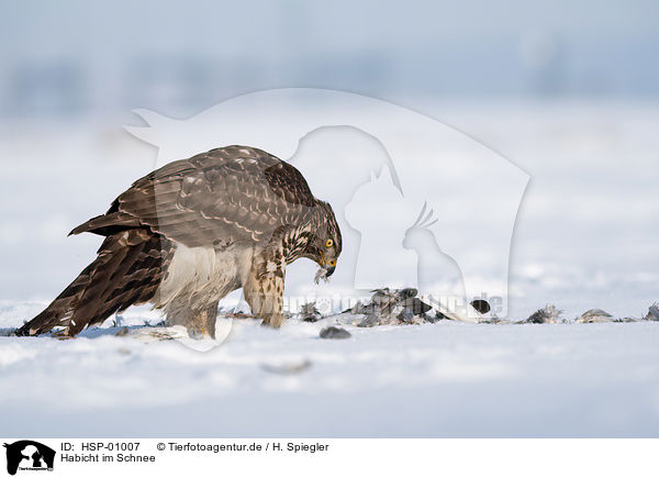 Habicht im Schnee / HSP-01007