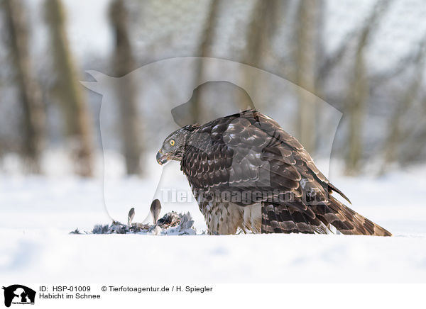 Habicht im Schnee / Goshawk in snow / HSP-01009