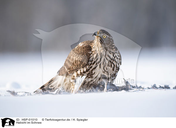 Habicht im Schnee / Goshawk in snow / HSP-01010