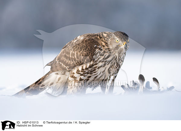 Habicht im Schnee / Goshawk in snow / HSP-01013