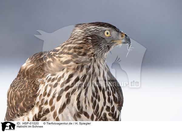 Habicht im Schnee / Goshawk in snow / HSP-01020