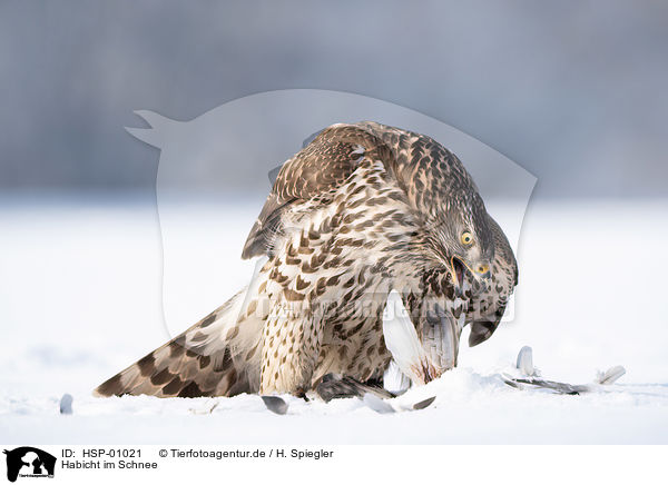 Habicht im Schnee / Goshawk in snow / HSP-01021