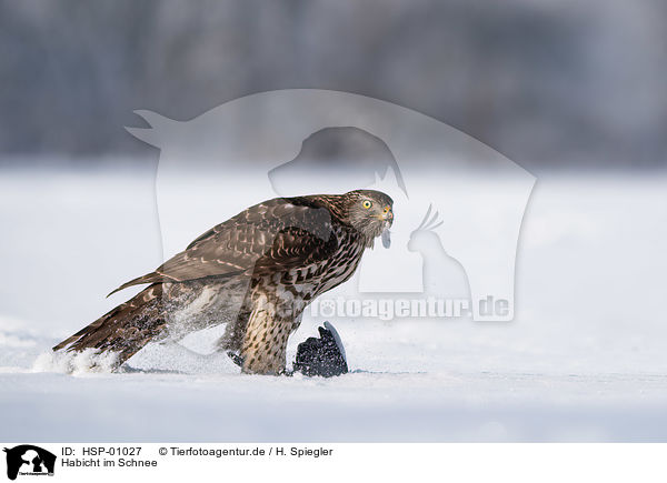 Habicht im Schnee / Goshawk in snow / HSP-01027