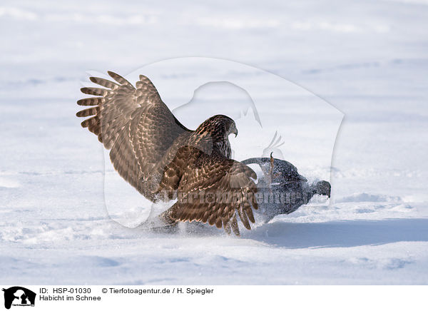 Habicht im Schnee / Goshawk in snow / HSP-01030