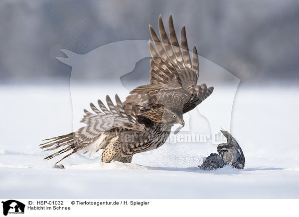 Habicht im Schnee / Goshawk in snow / HSP-01032