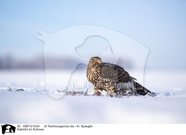 Habicht im Schnee / Goshawk in snow / HSP-01034