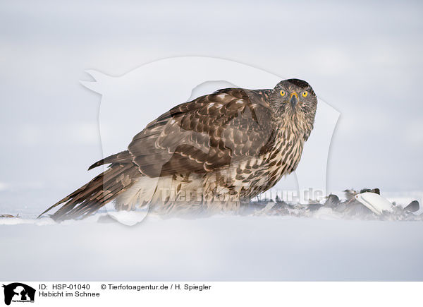 Habicht im Schnee / Goshawk in snow / HSP-01040