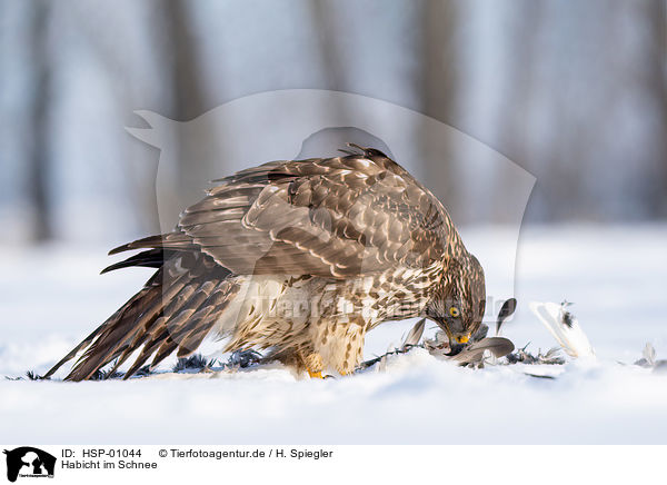 Habicht im Schnee / Goshawk in snow / HSP-01044