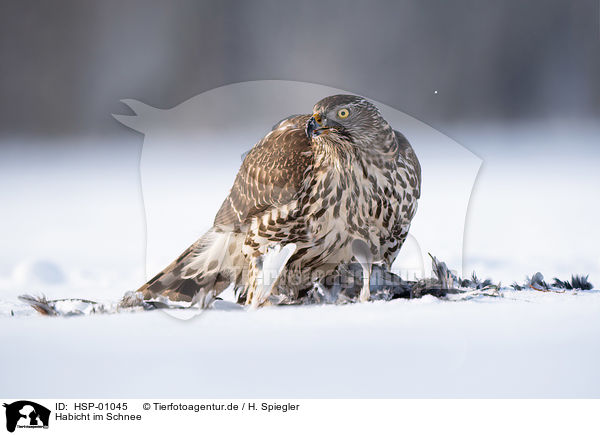 Habicht im Schnee / Goshawk in snow / HSP-01045