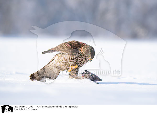 Habicht im Schnee / Goshawk in snow / HSP-01050